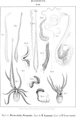 Deciphering regeneration through non-model animals: A century of experiments on cephalopod mollusks and an outlook at the future